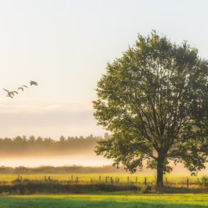 Nature – Beautiful Shot Big Green