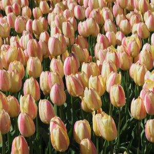 Nature – Beautiful Shot Mesmerizing Tulipa