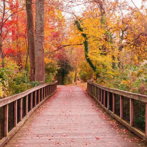 Nature – Beautiful Wooden Pathway Going