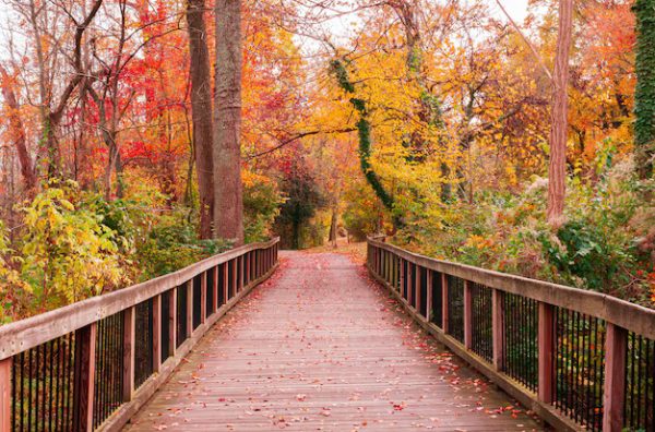 Nature – Beautiful Wooden Pathway Going