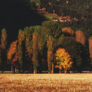 Nature – Brown Green Trees