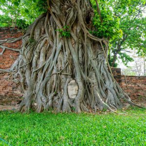 Nature – Buddha Head Statue With