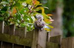 Nature – Close Up Squirrel Wooden