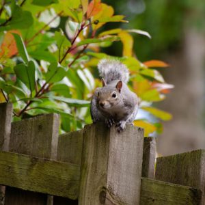 Nature – Close Up Squirrel Wooden