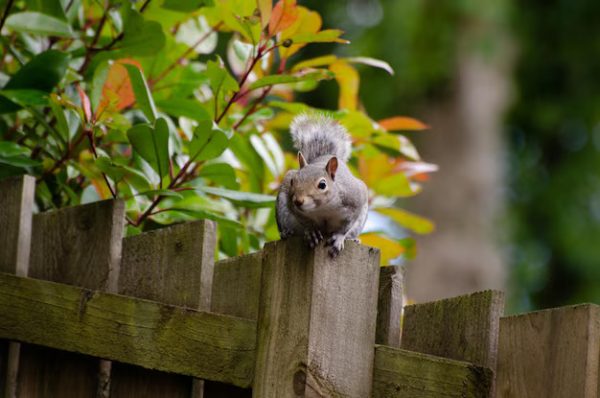 Nature – Close Up Squirrel Wooden
