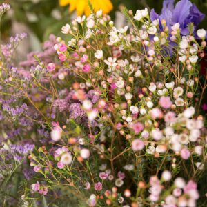Nature – Close Up Tiny Spring