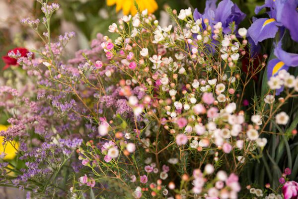 Nature – Close Up Tiny Spring