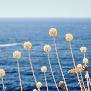 Nature – Closeup Shot Plant With