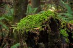 Nature – Green Moss Rotting Tree