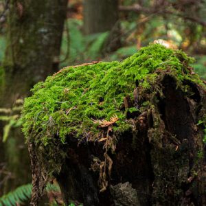 Nature – Green Moss Rotting Tree