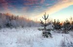 Nature – Landscape With Pines Snowy