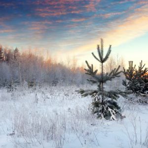 Nature – Landscape With Pines Snowy