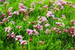 Nature – Pink Flowers Highland Meadow