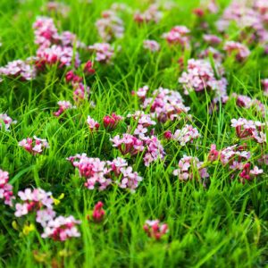 Nature – Pink Flowers Highland Meadow