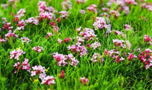 pink-flowers-highland-meadow_1398-3216