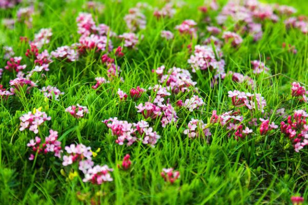 Nature – Pink Flowers Highland Meadow