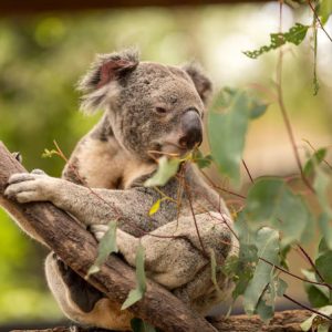 Nature – Squirrel Sitting Tree Branch