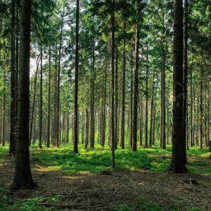 Nature – Trees Growing Forest