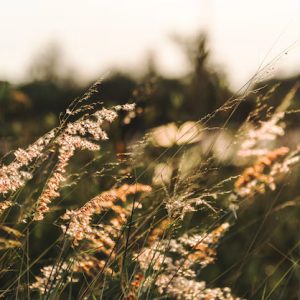 Nature – Wild Grass Growing Nature